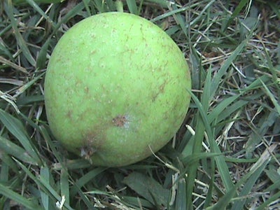 Harvest Apples Organically
