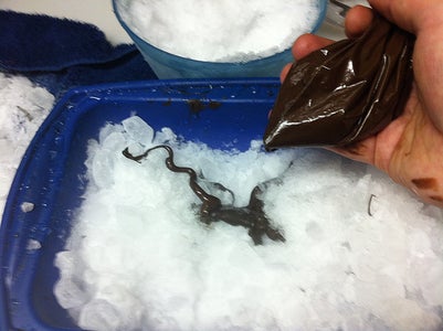 Chocolate Raspberry Tree