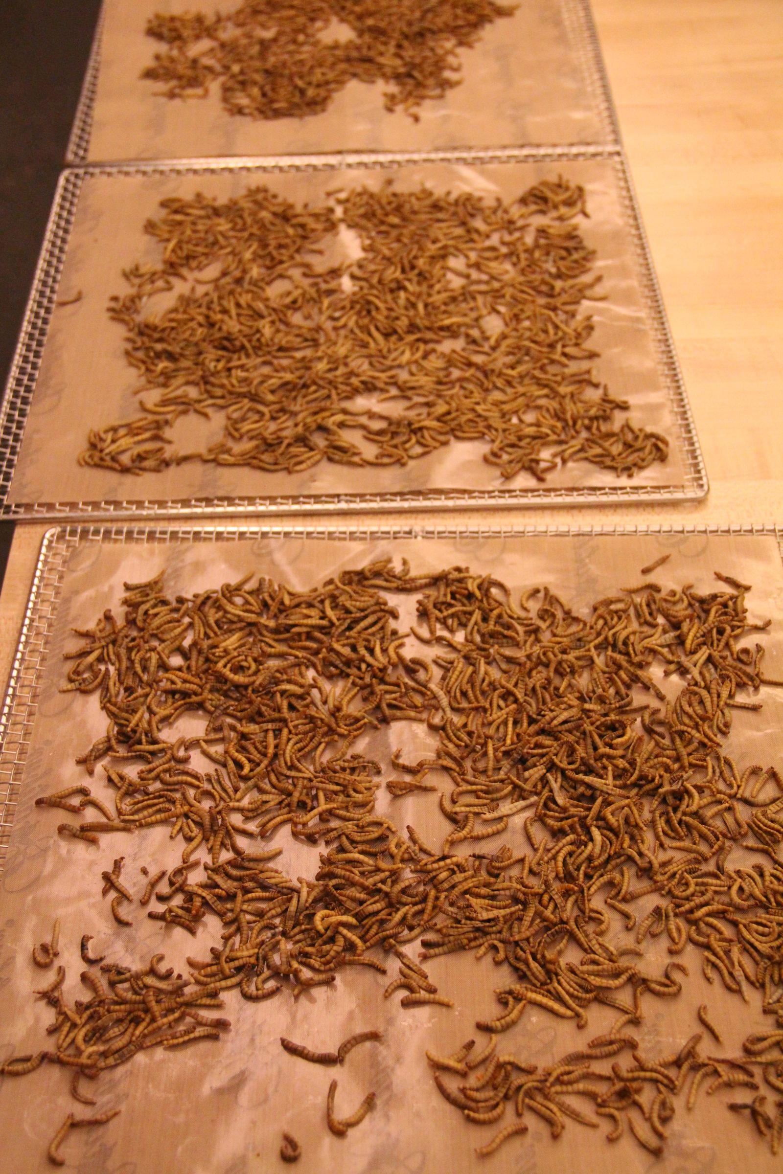 Insects for FoodPrep. 101 11 Steps (with Pictures) Instructables