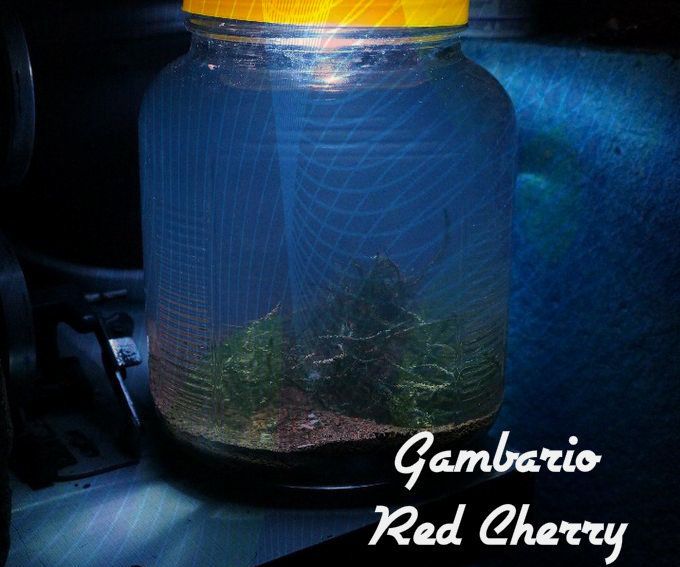 Gambario of Cherry Red (usb) - Acuario Para Camarones Con Luz USB