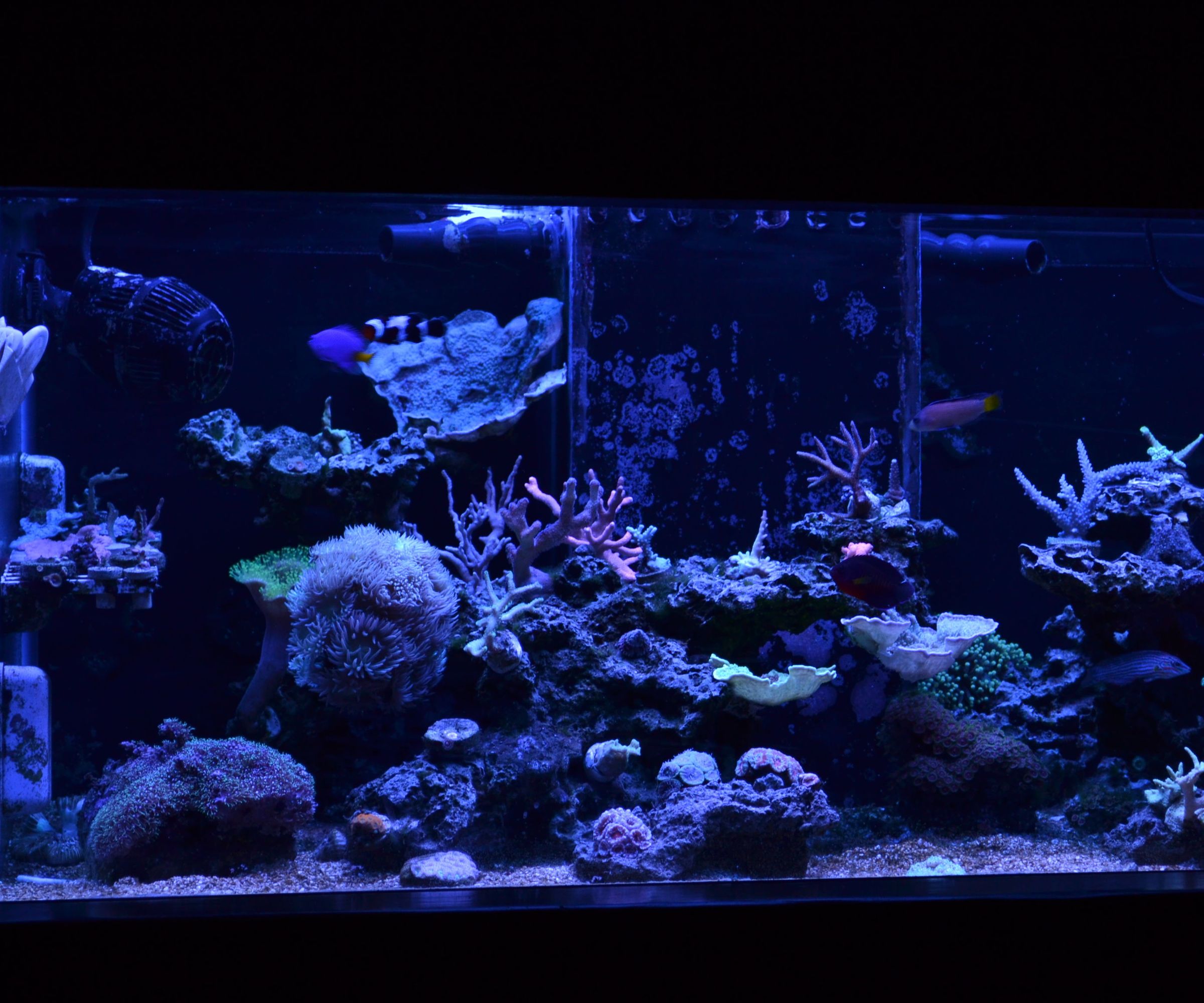 Full Spectrum 40 Breeder LED Fixture