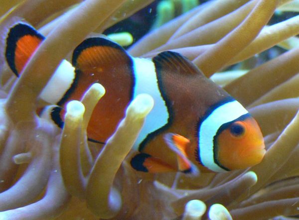 How to Reportion Frozen Fish Food