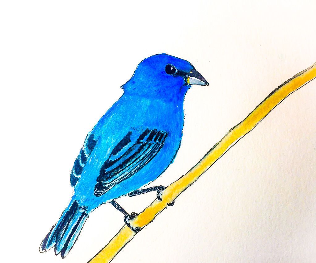 How to Paint an Indigo Bunting