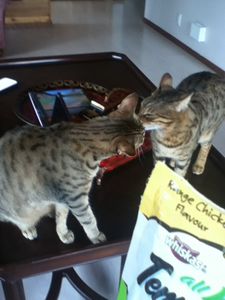 Call Your Cat 
