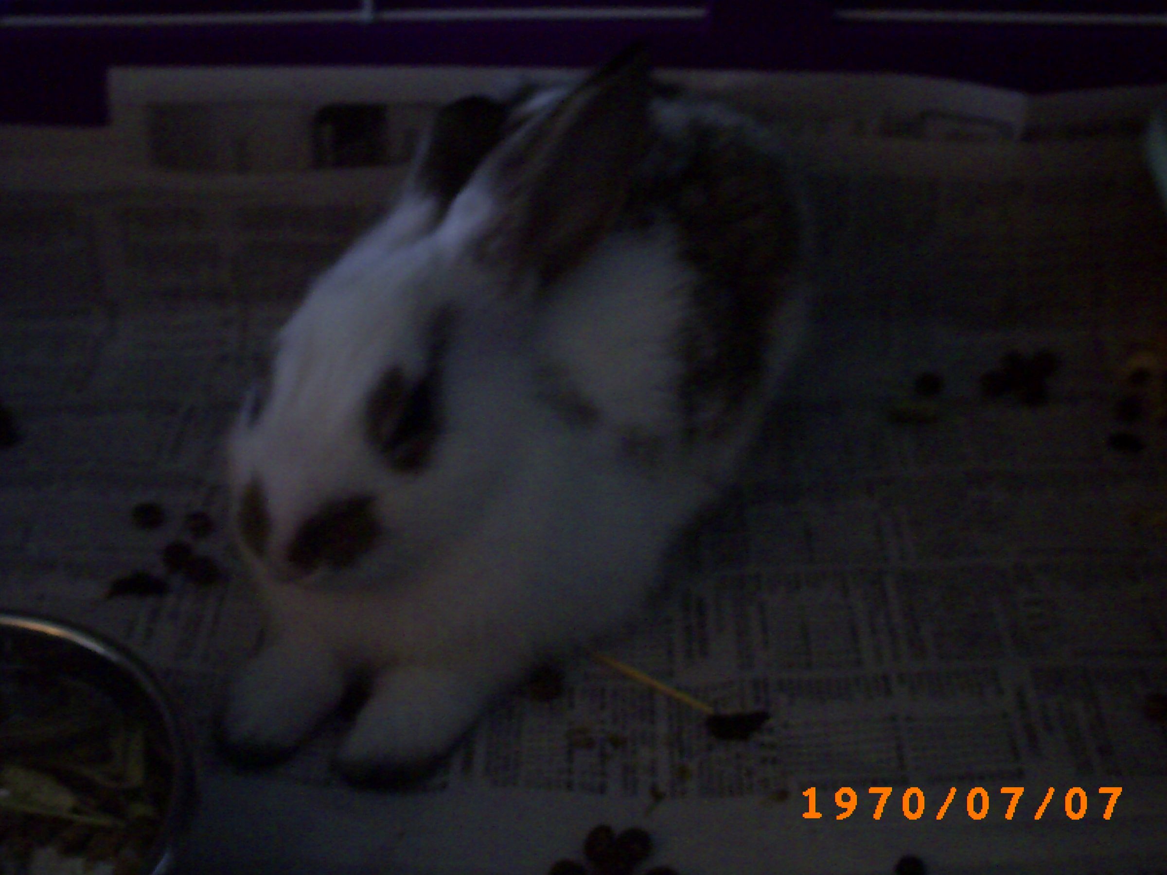 Bunny Box