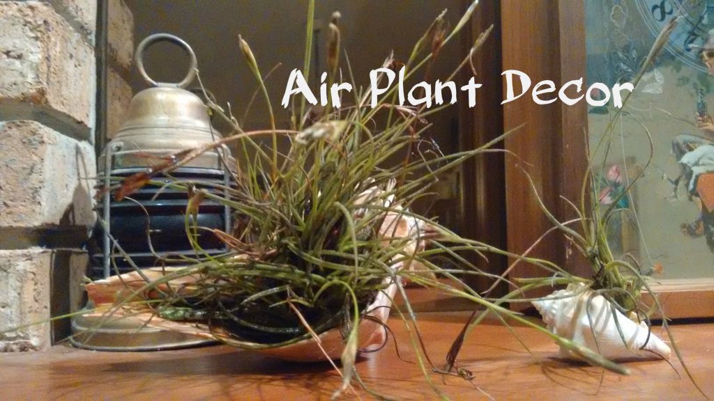 halloween air plant Air Plant Pumpkin