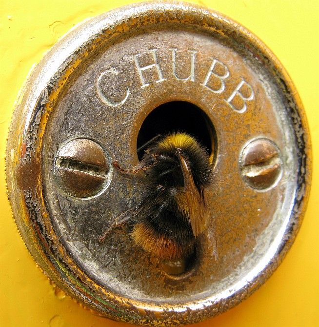 clockworkdoorbell