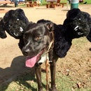 Cerberus Aka. "Fluffy" Costume for Your Dog