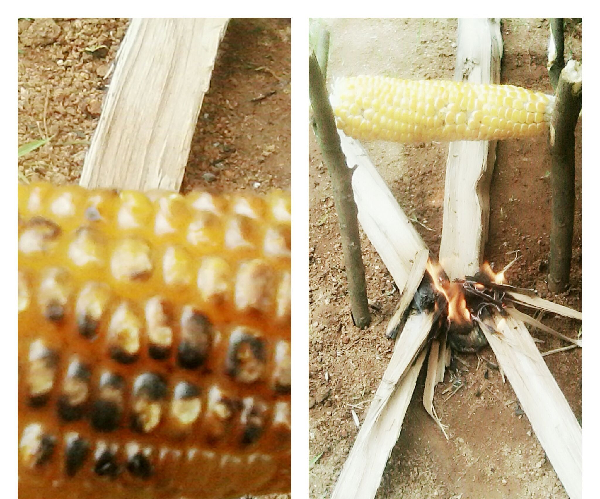 Roasting Sweet Corn the Old-fashioned Way