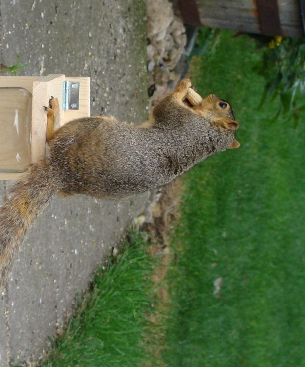 Bird Proof - Squirrel Feeder