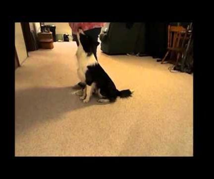 Teaching a Dog to Heel, Obedience Style and Casual Style
