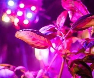 Step-by-Step Guide: Adding UV Lights to the Greenhouse for Plant Growth