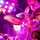 Step-by-Step Guide: Adding UV Lights to the Greenhouse for Plant Growth