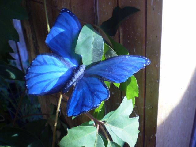 Bottle Butterflies!