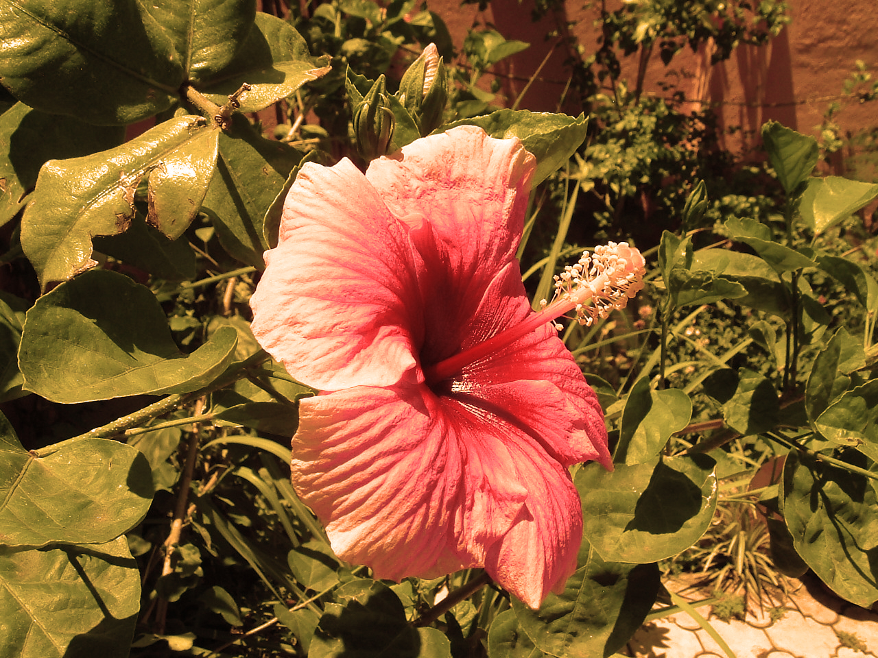 Garden in My Village House...