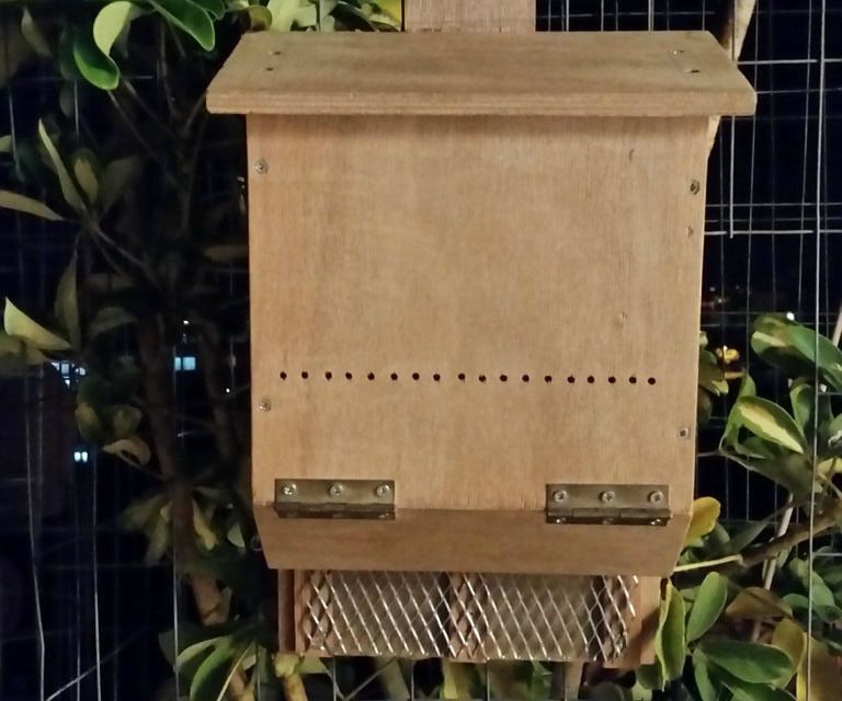 BAT NEST