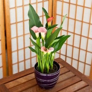 Flowering Plants Wrap and Delivered With Love