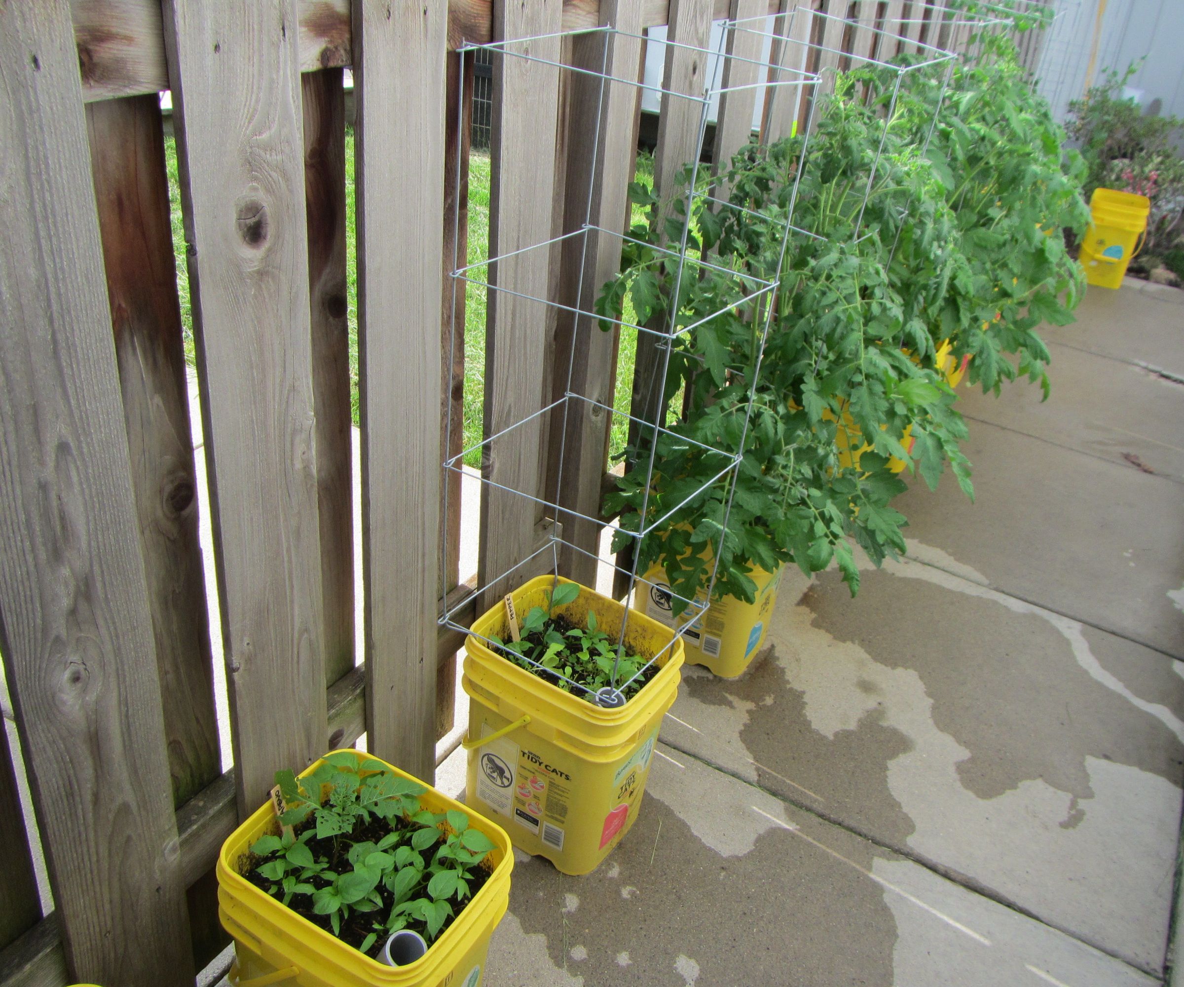 Self-watering Container Garden
