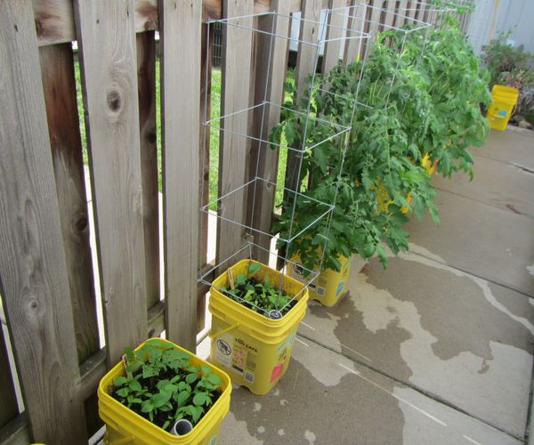 Self-watering Container Garden