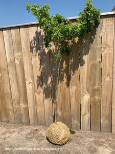 The Art of Kokedama Plants