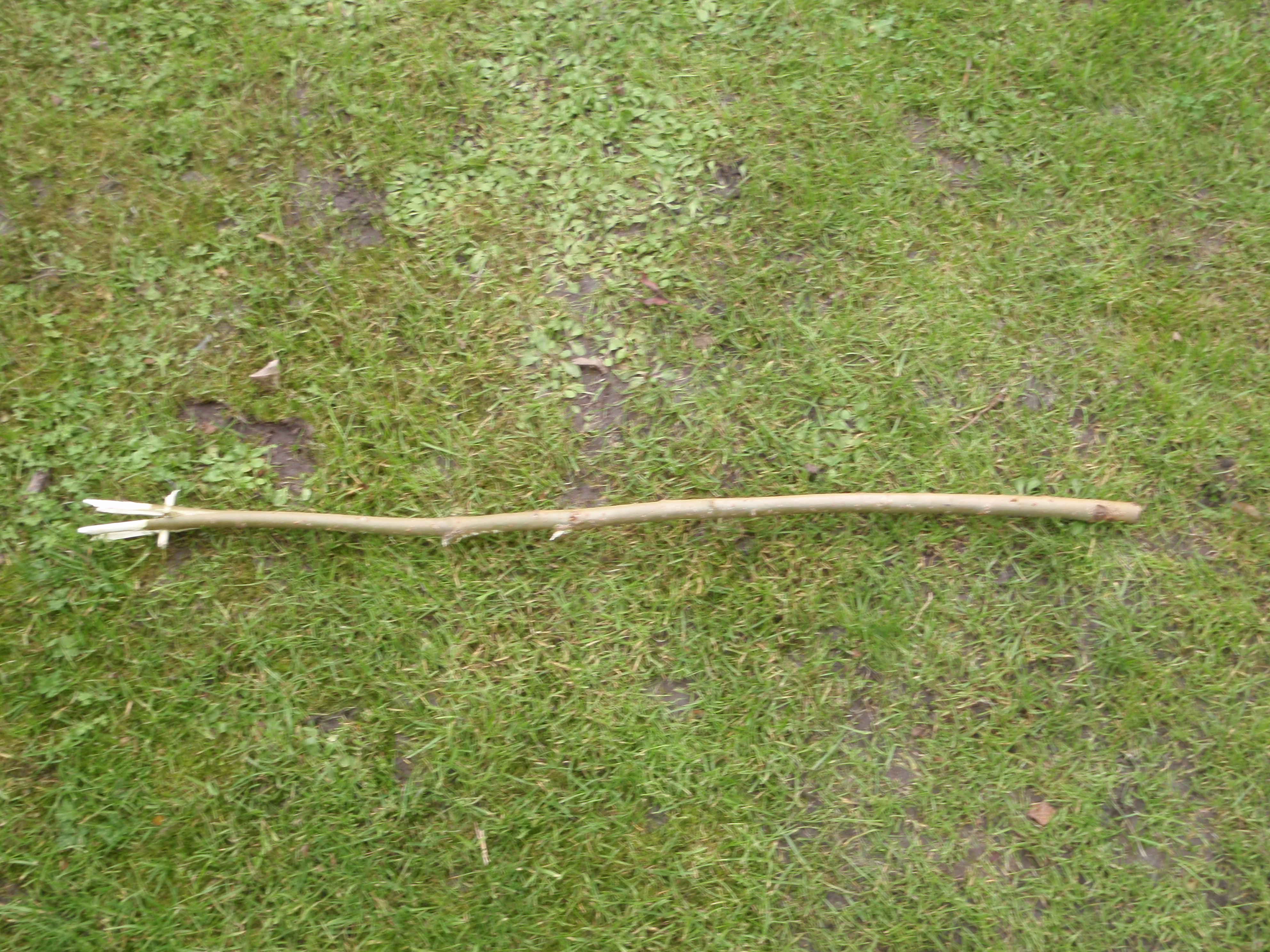 Campfire Toasting Fork 5 Steps (with Pictures) Instructables