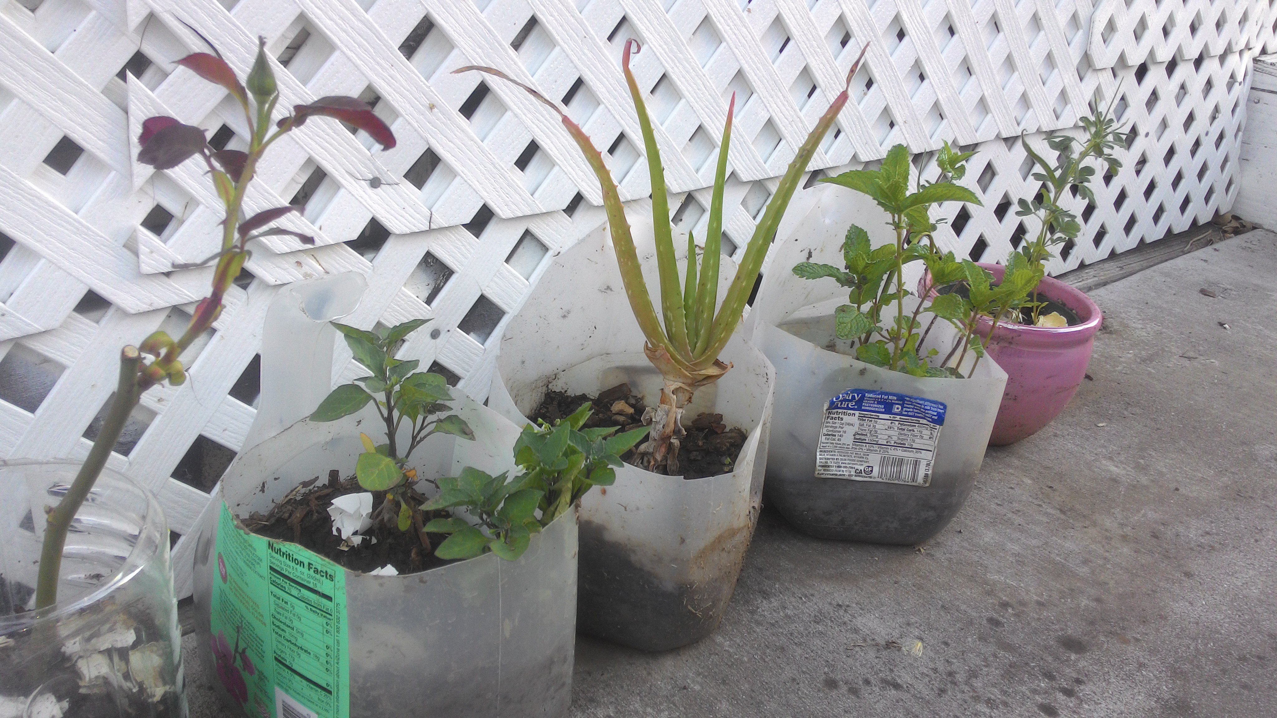 My Mini Kitchen Garden 6 Steps Instructables