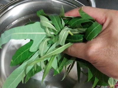 The Leaves