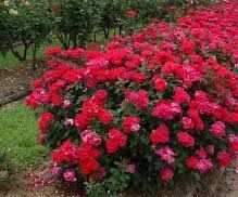 How to Trim Knockout Roses