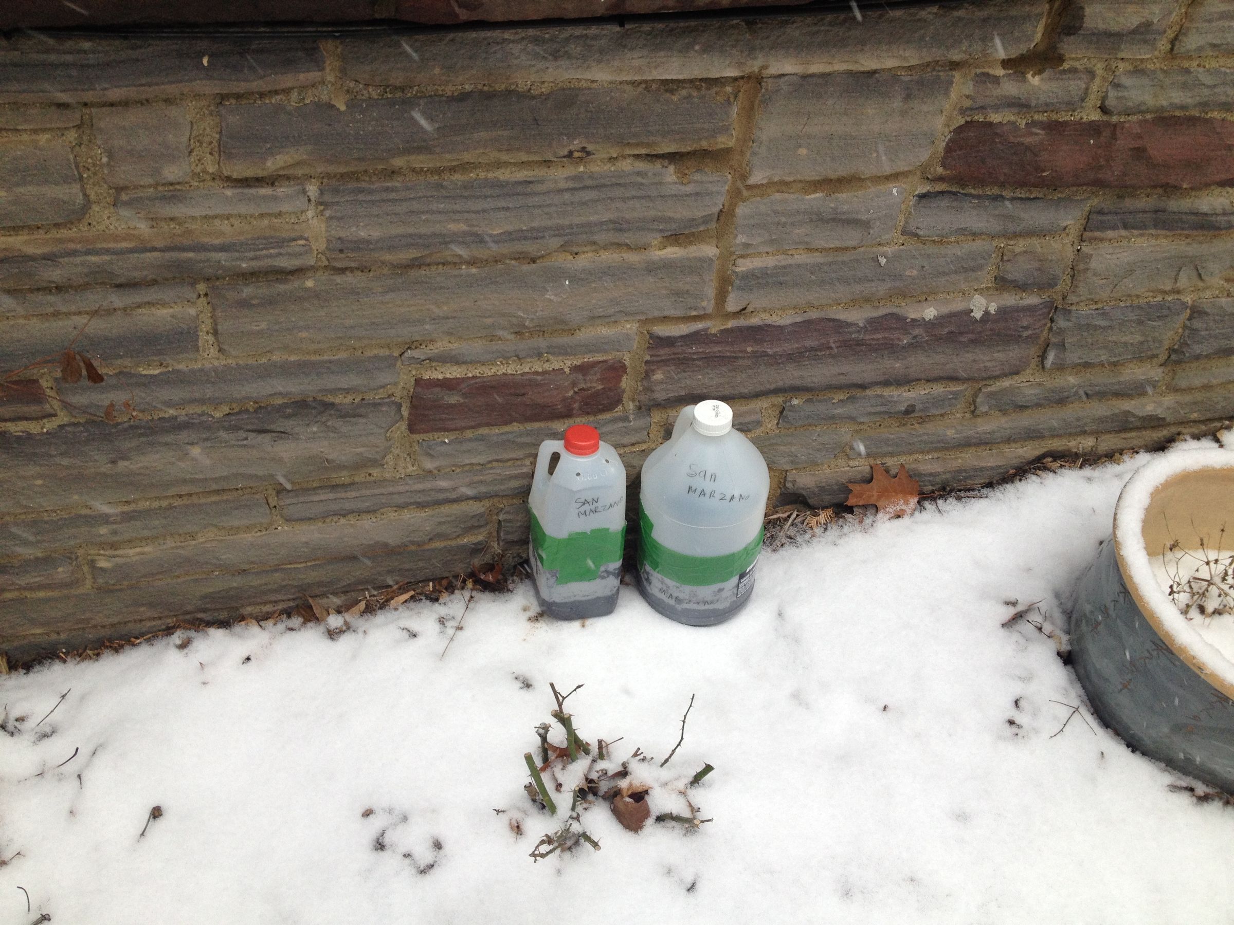 Wintersown Seeds: Now Is the Time to Start