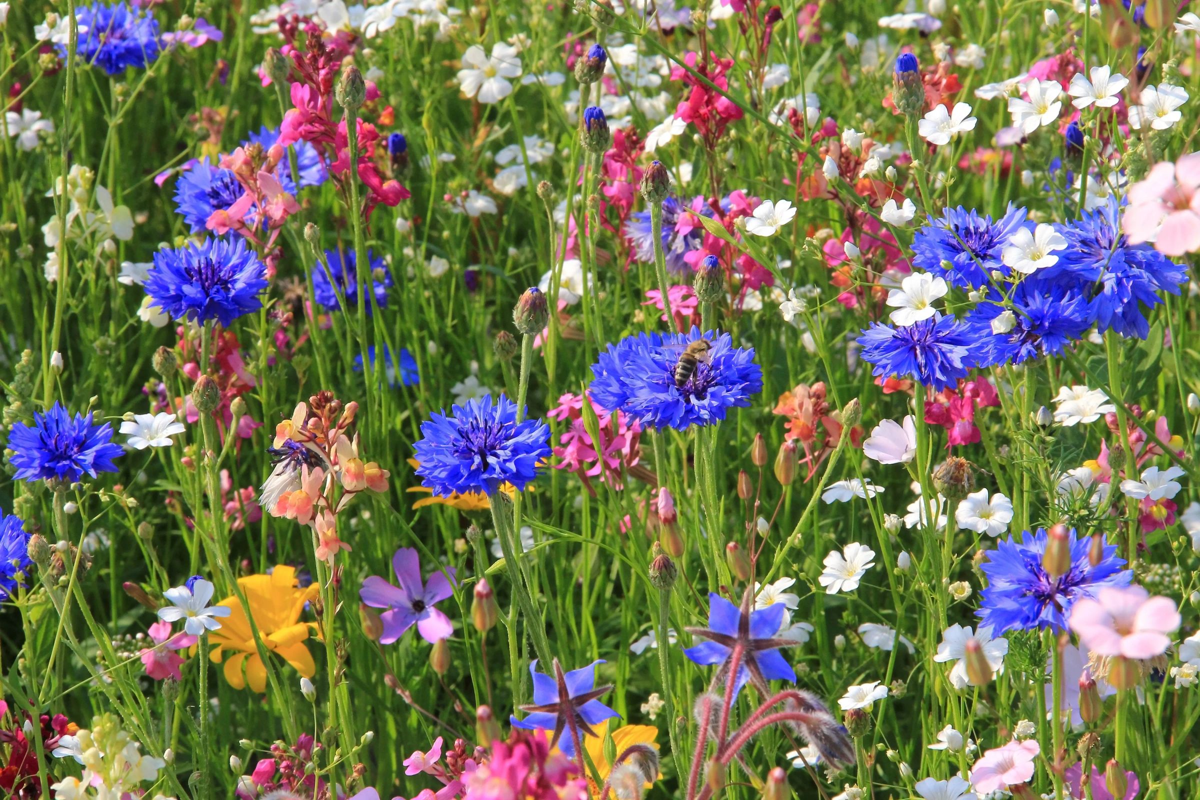 Foraging and Gardening With Wildflowers