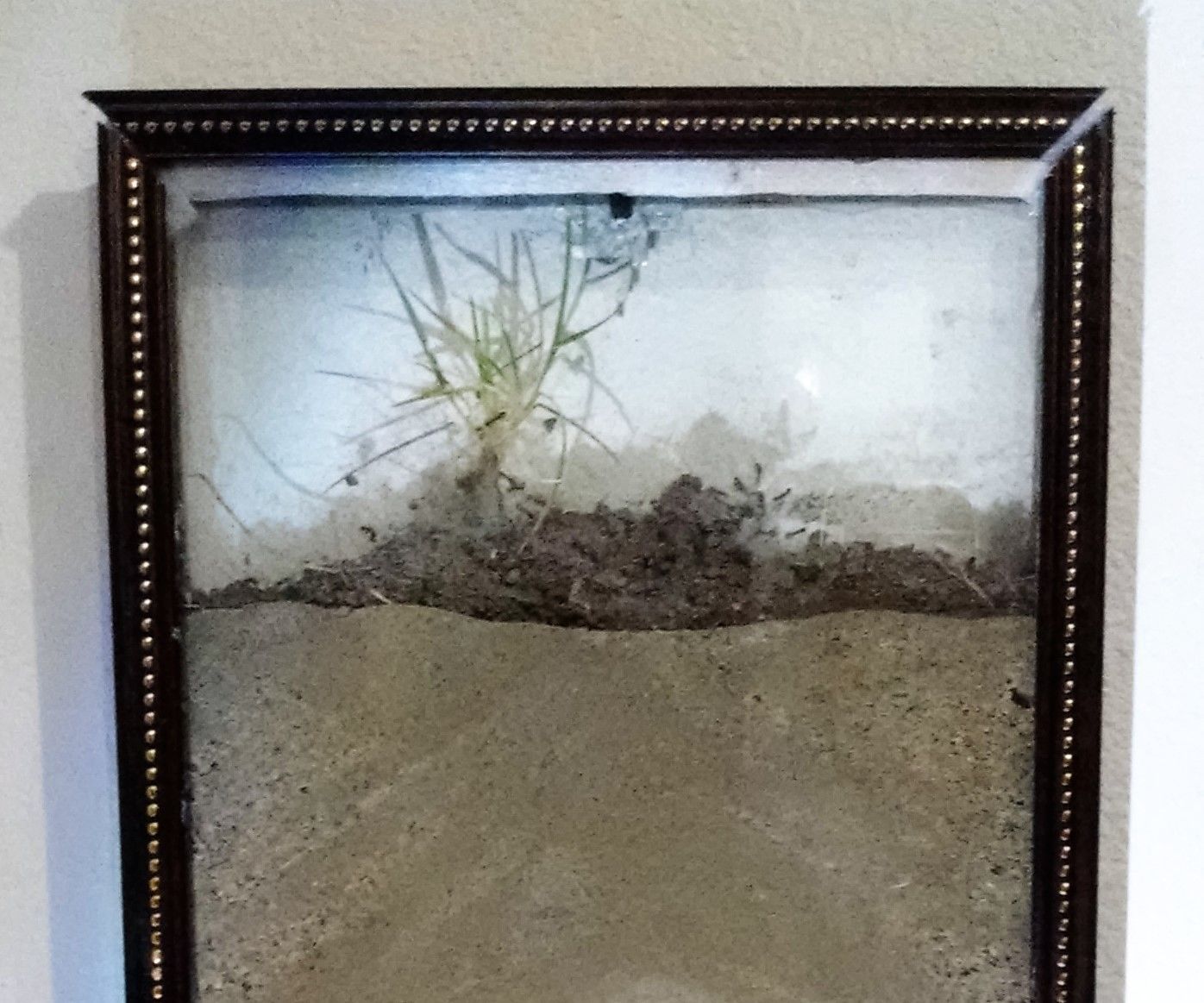 Artwork Ant Farm