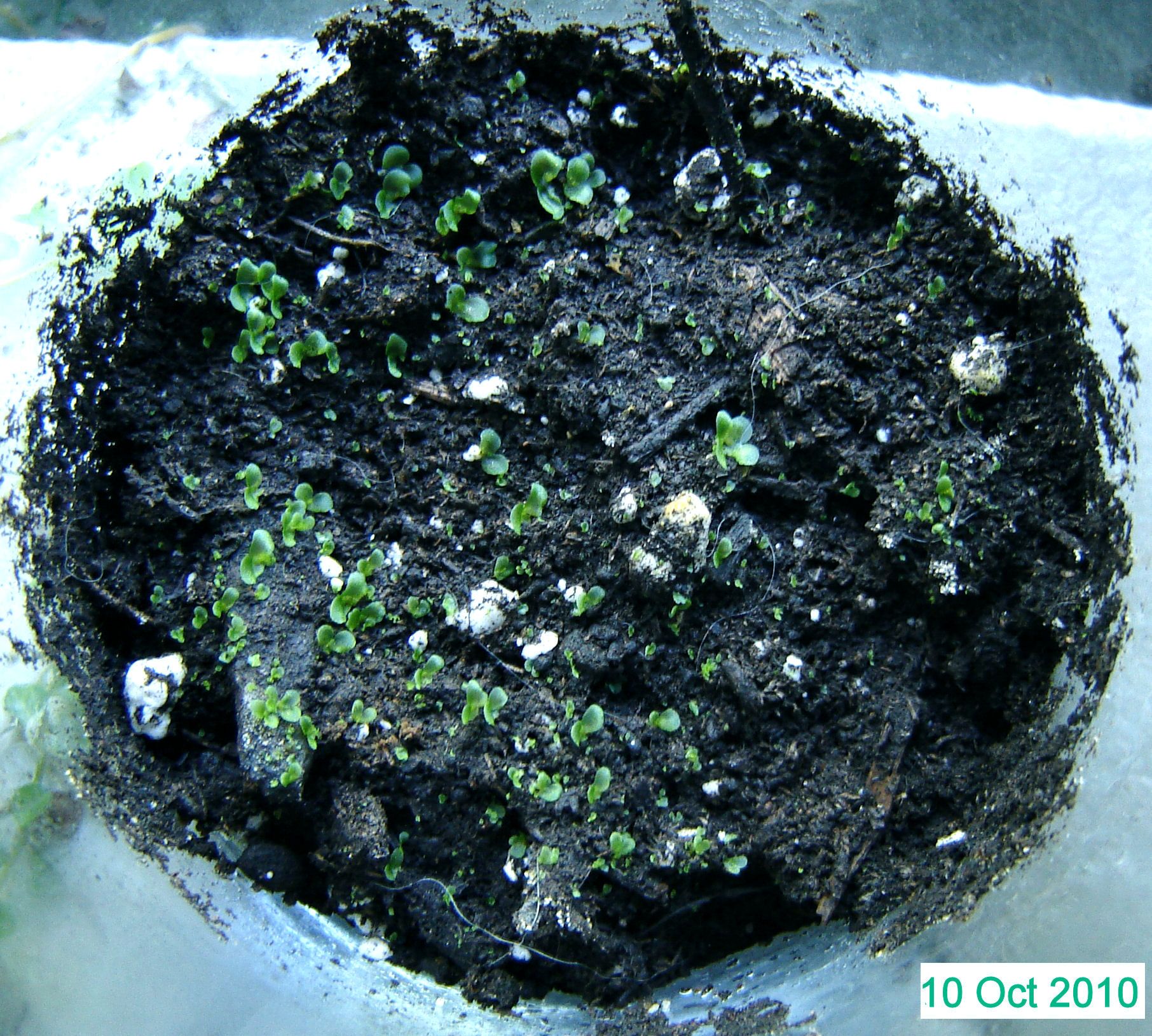How to Grow Ferns From Spores (with Pictures) Instructables