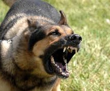 K9 B.S.M.G. / the K9 Shepherd (V.2/3)