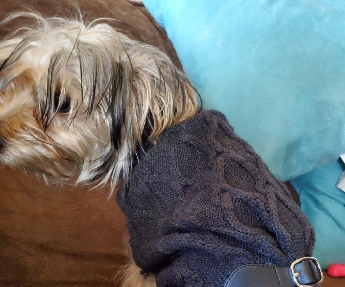 Doggie Sweater