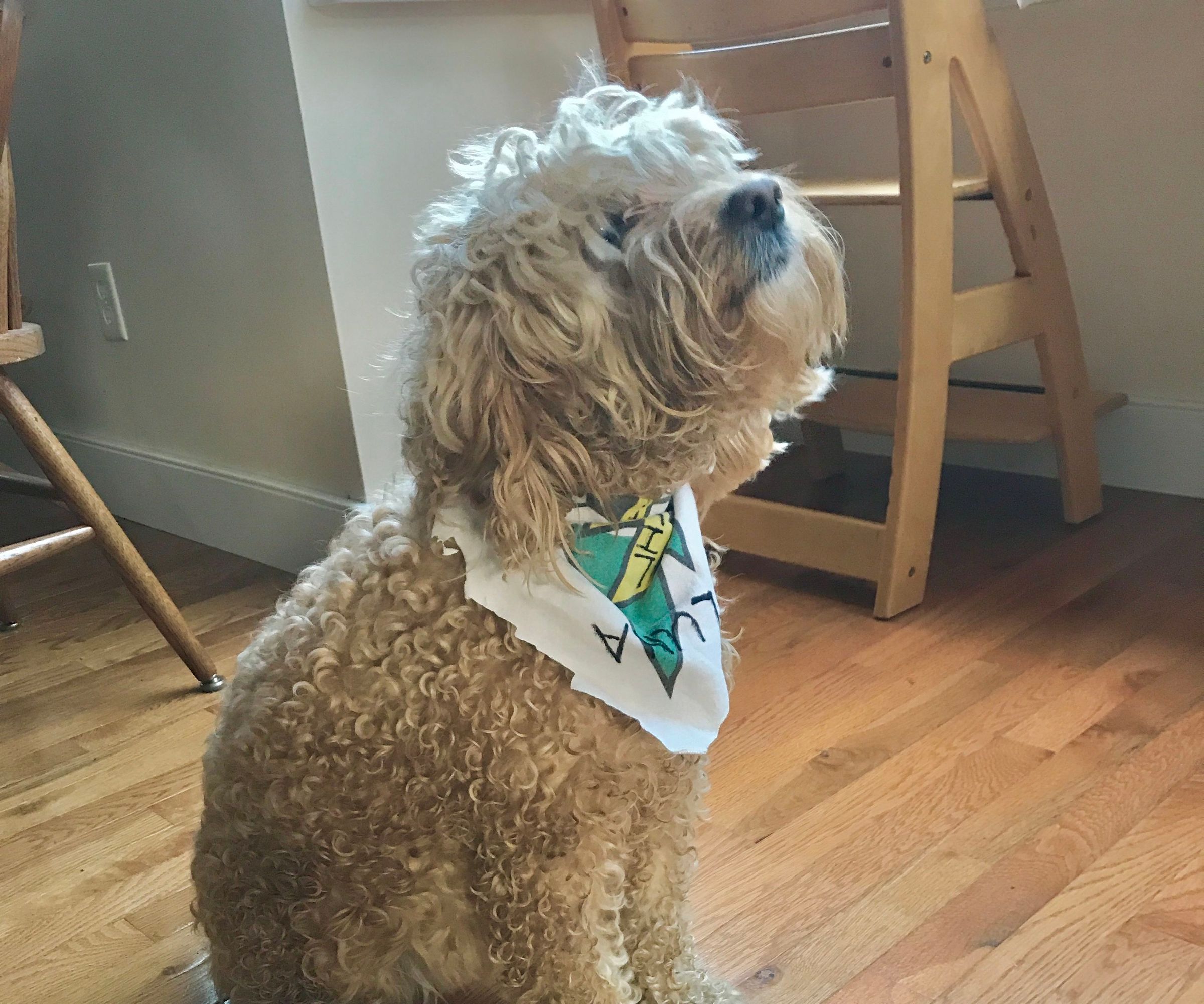 Cute Dog Bandana 