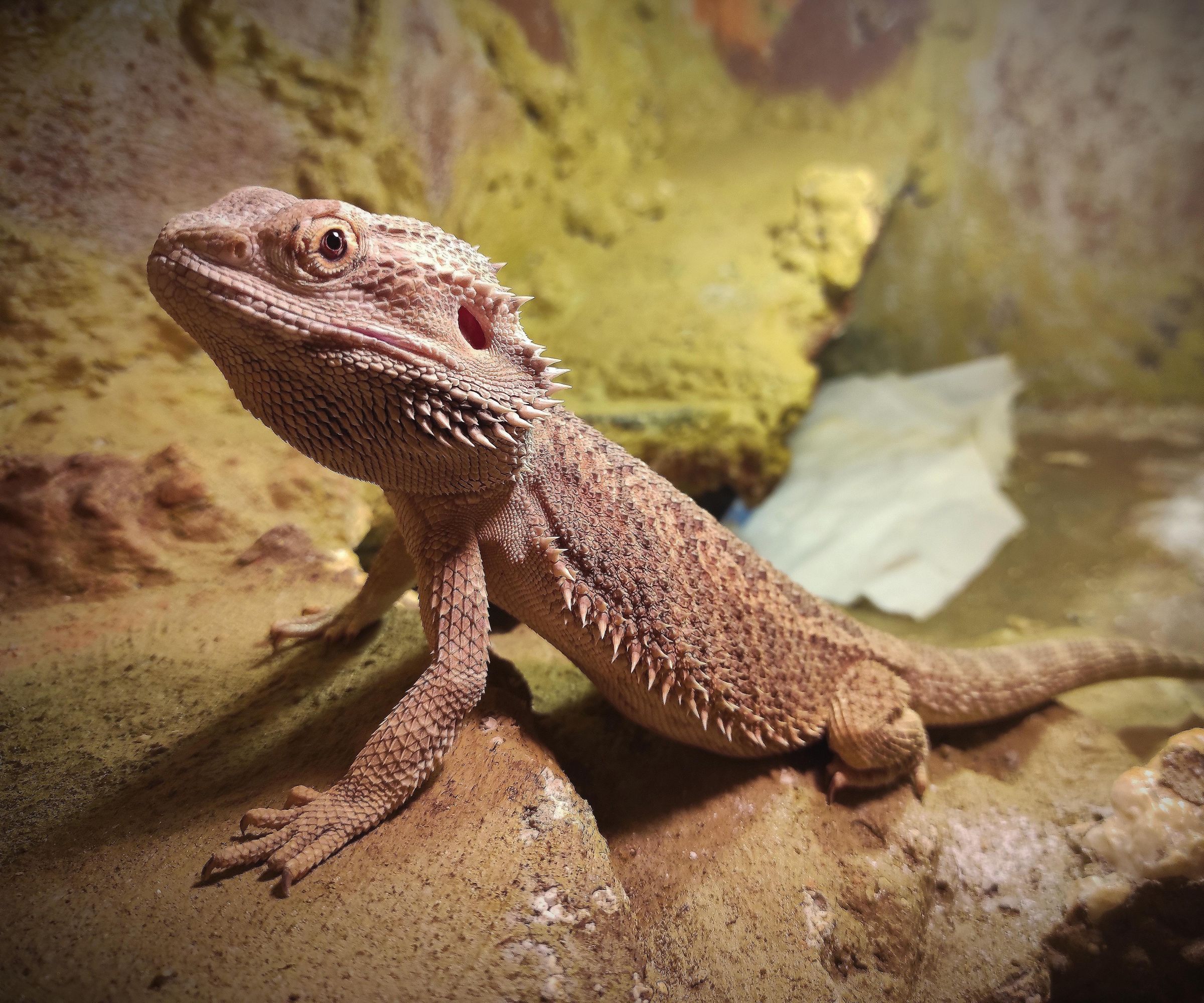 Event Classification Via Audio for Pogona Vitticeps in Terrarium