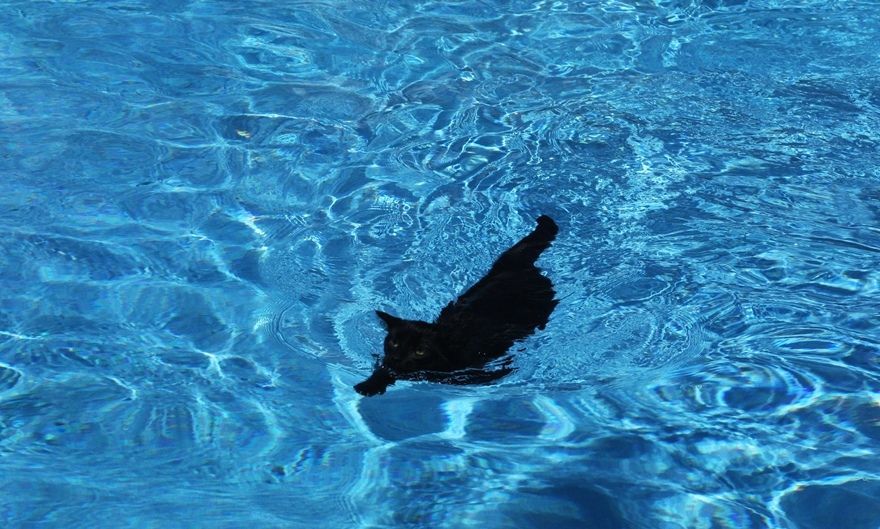 How to Teach a Cat to Swim.