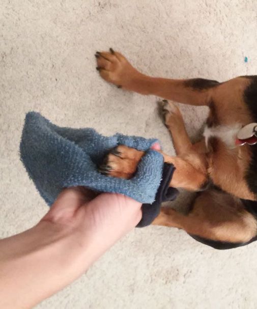 Puppy Paw Cleaning Rag