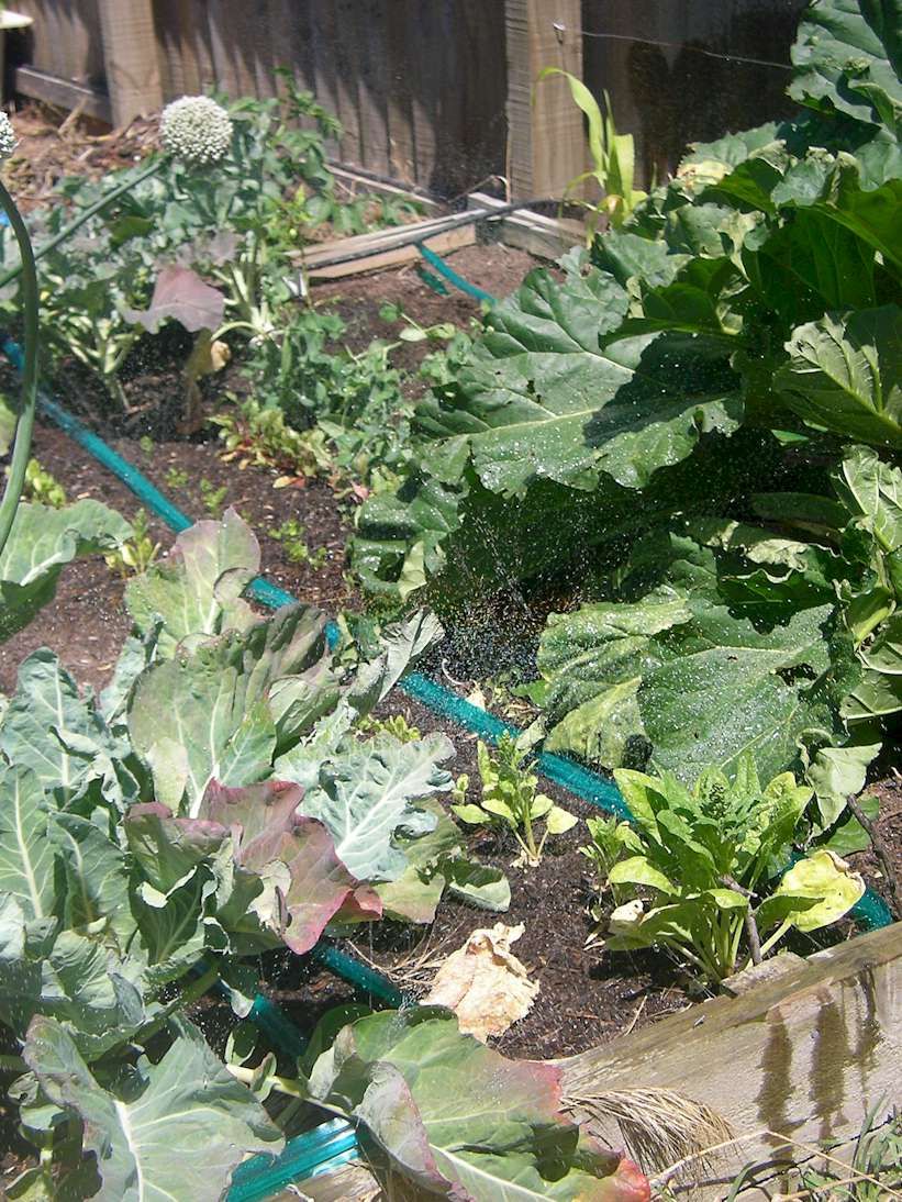 Veggie Garden Soaker Hose Irrigation