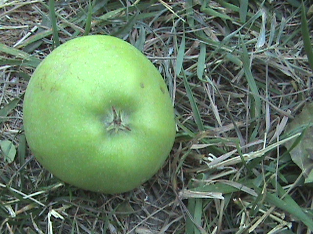 Harvest Apples Organically