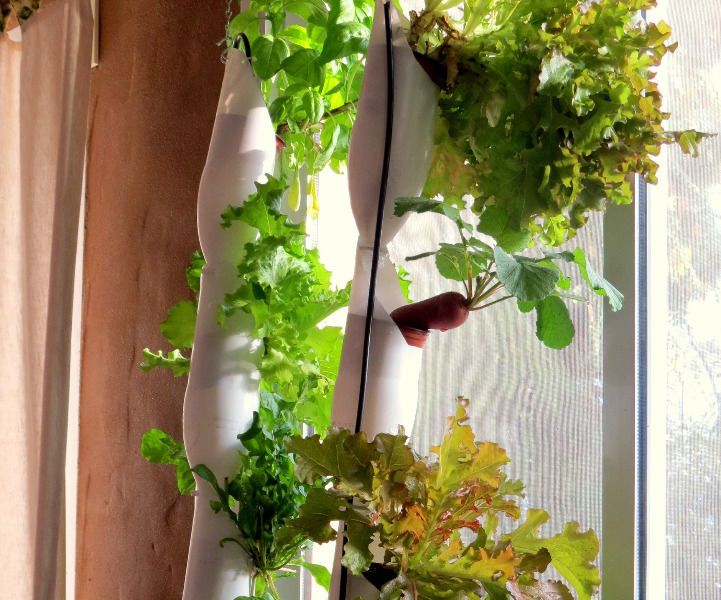 Hydroponic Window Farm  