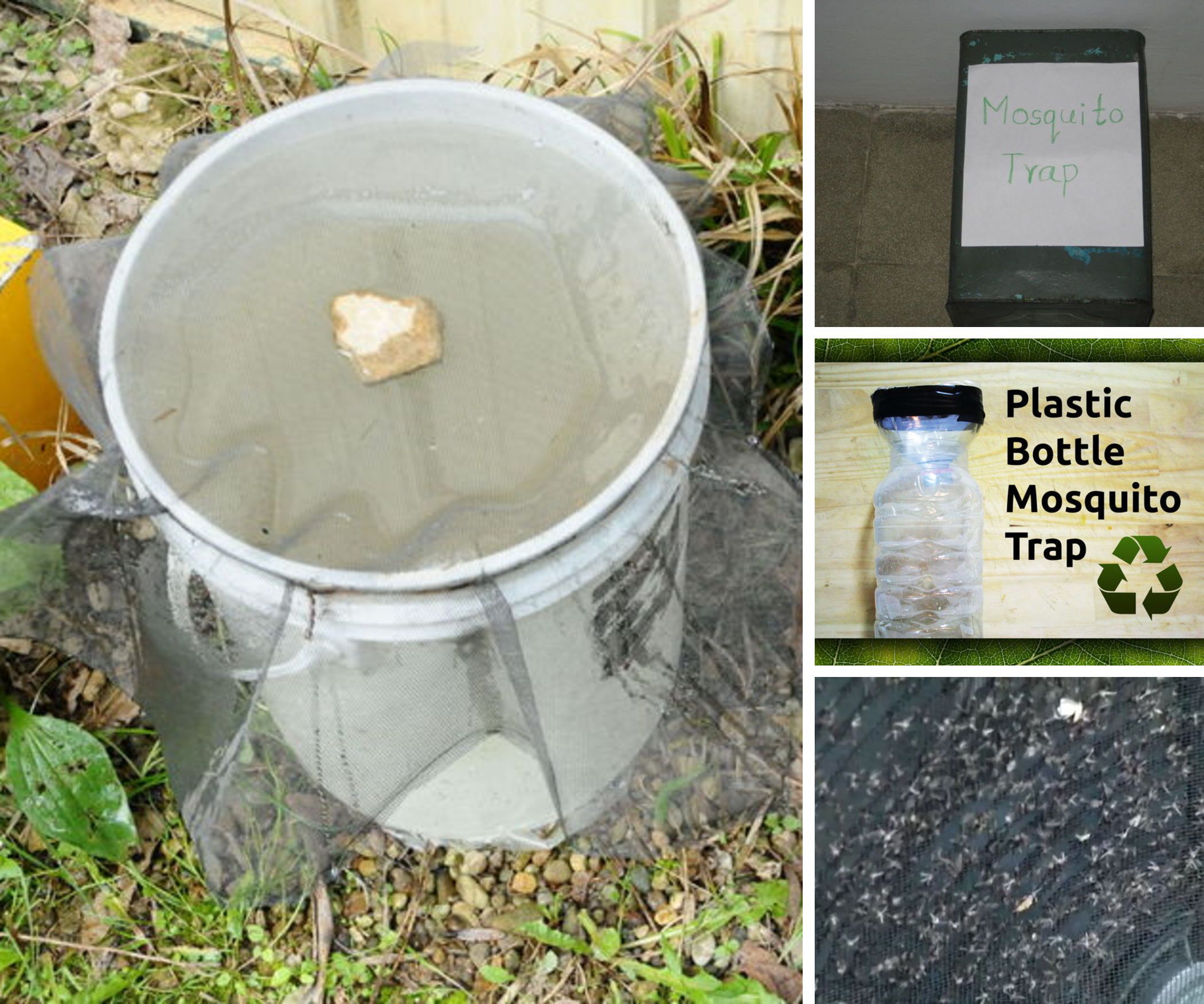Mosquito Traps