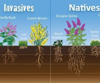 How to Plant Groundcover Vines  for Soil Erosion