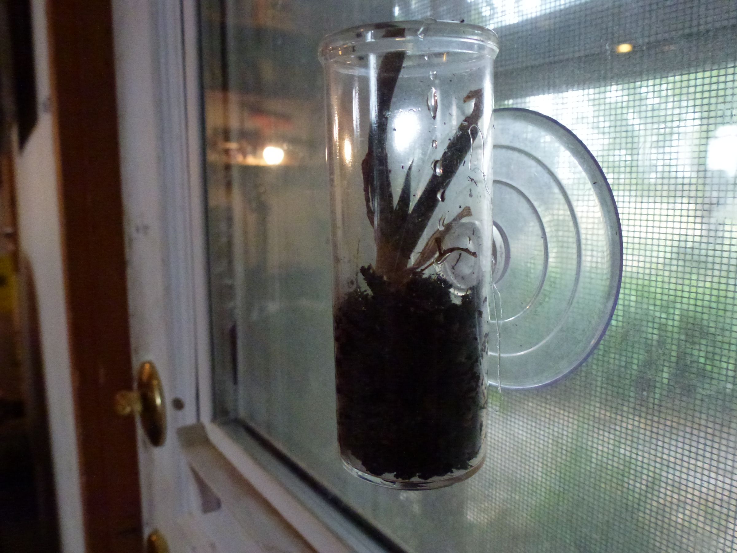Window Test Tube Planters (for Mad Scientists)