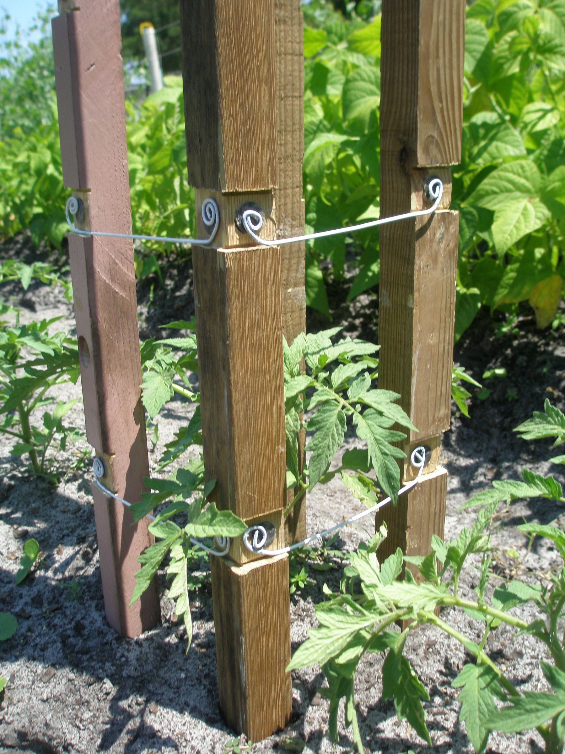 GARDEN TOMATO CAGE