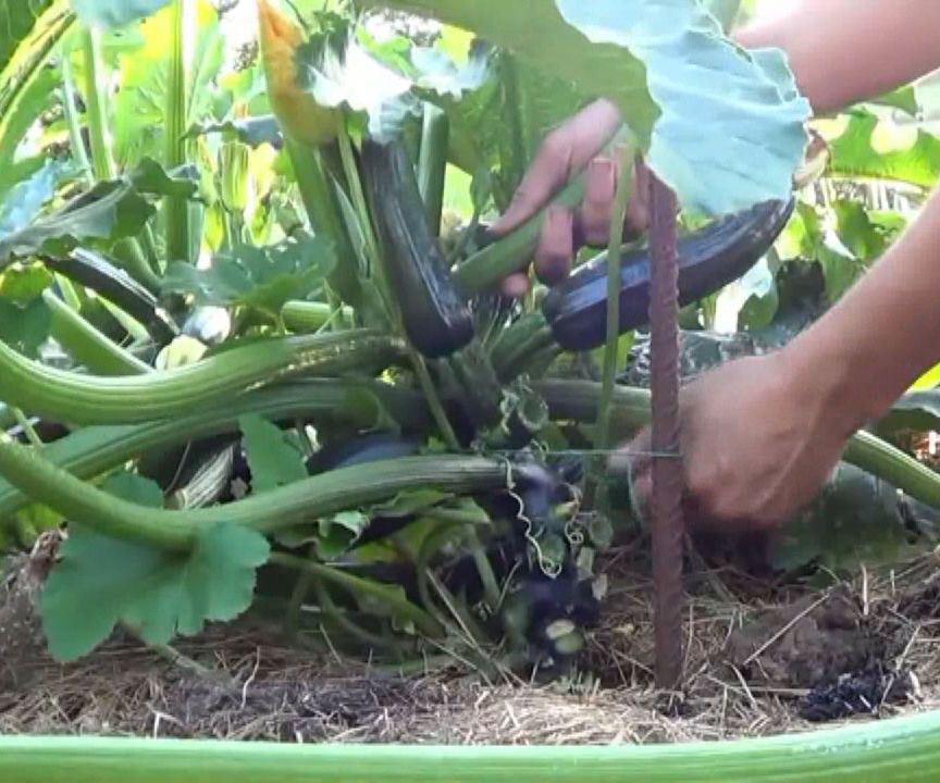 Como Podar Y Entutorar Calabacin