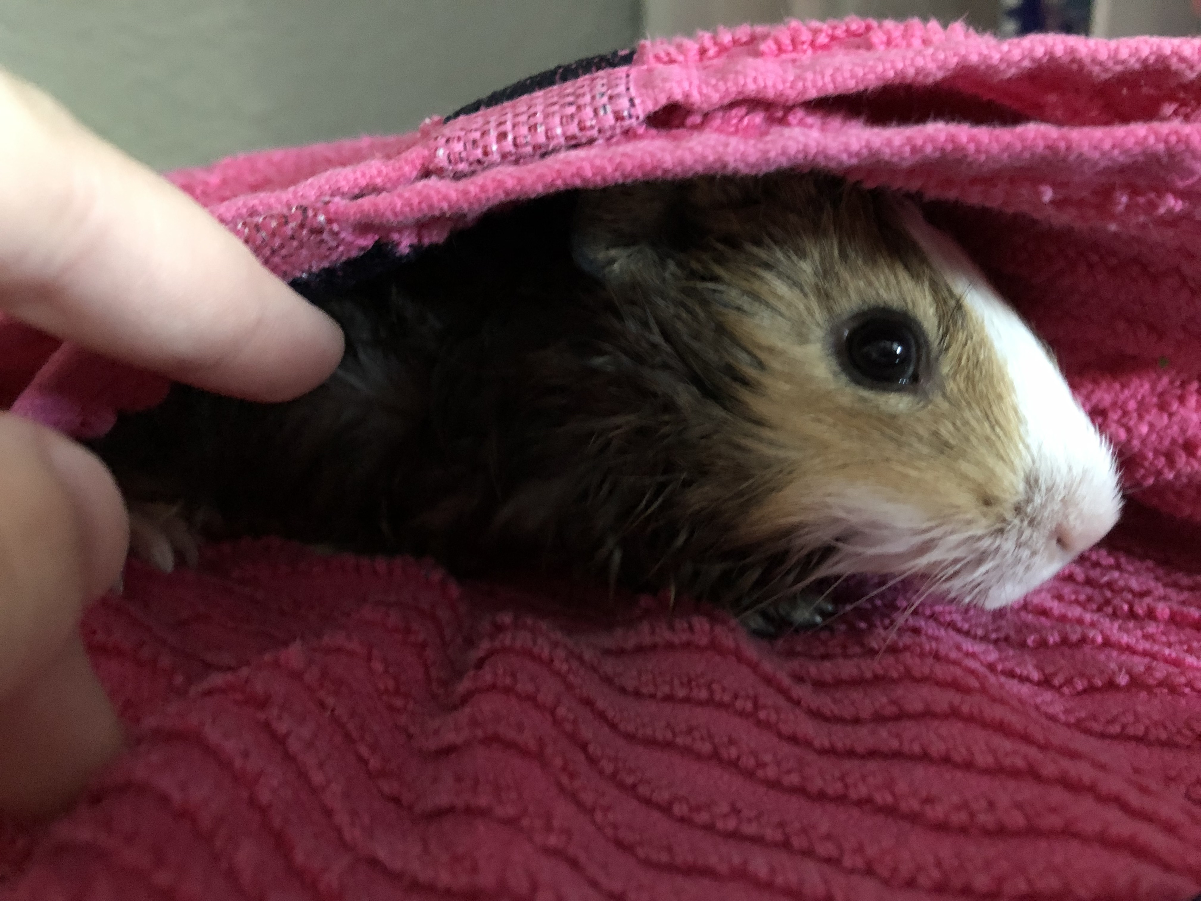 How to Bathe a Guinea Pig 4 Steps Instructables