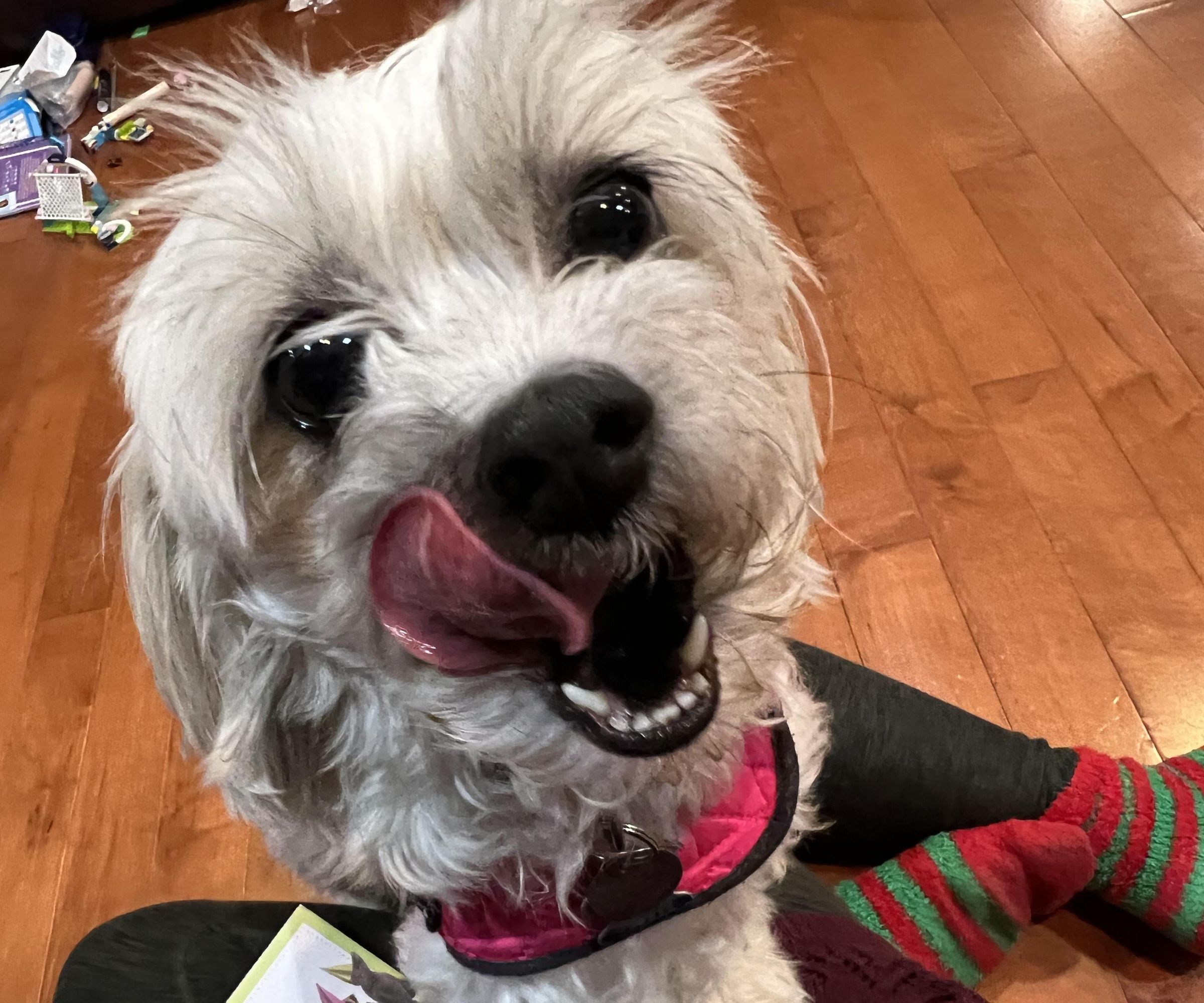 Automatic Dog Treat Dispenser