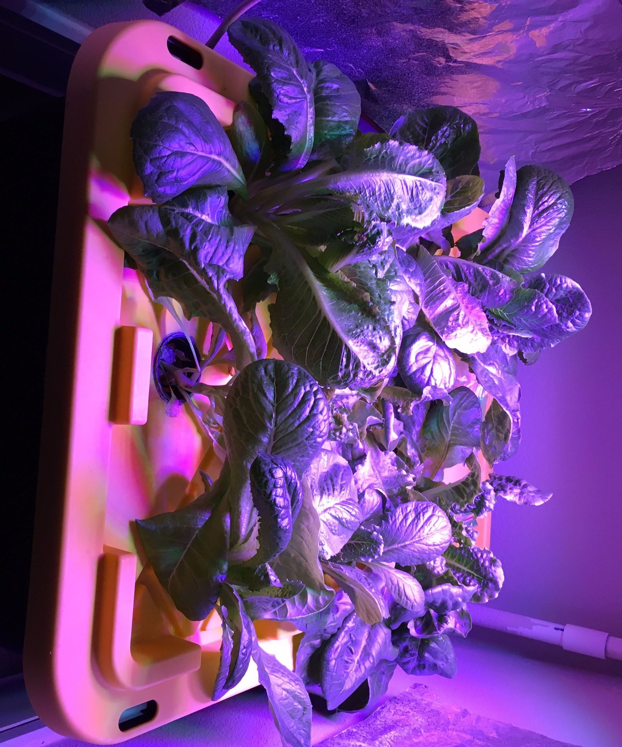 TRUE Aeroponics - Simple Indoors Low Water Lettuce Growing Fogponics System