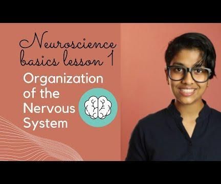 Basic Neuroscience for Anyone to Get Started